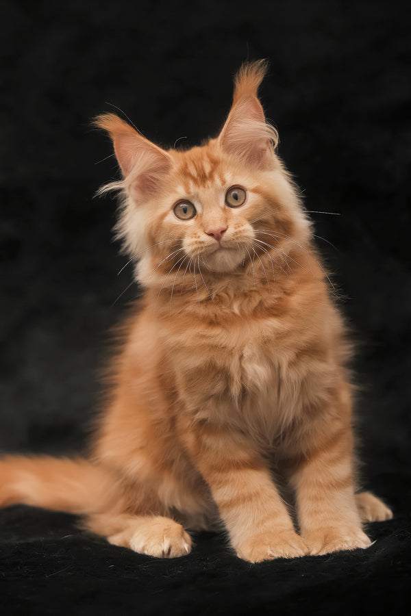 Rey | Maine Coon Kitten