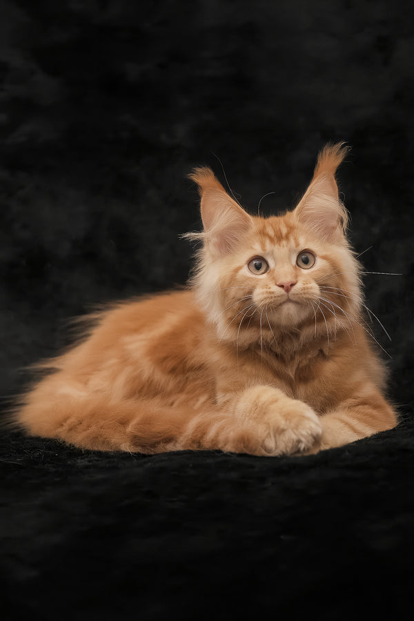 Rey | Maine Coon Kitten