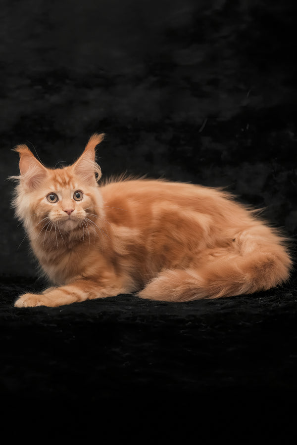 Rey | Maine Coon Kitten