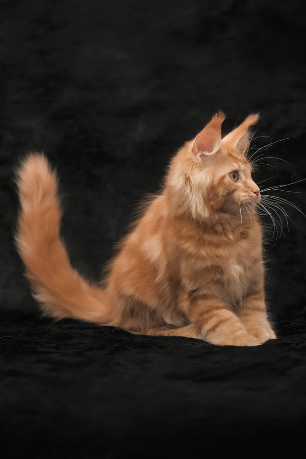 Rey | Maine Coon Kitten