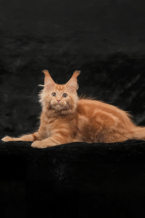 Rey | Maine Coon Kitten