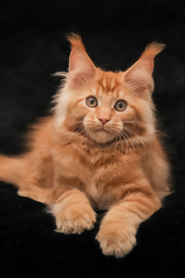 Rey | Maine Coon Kitten