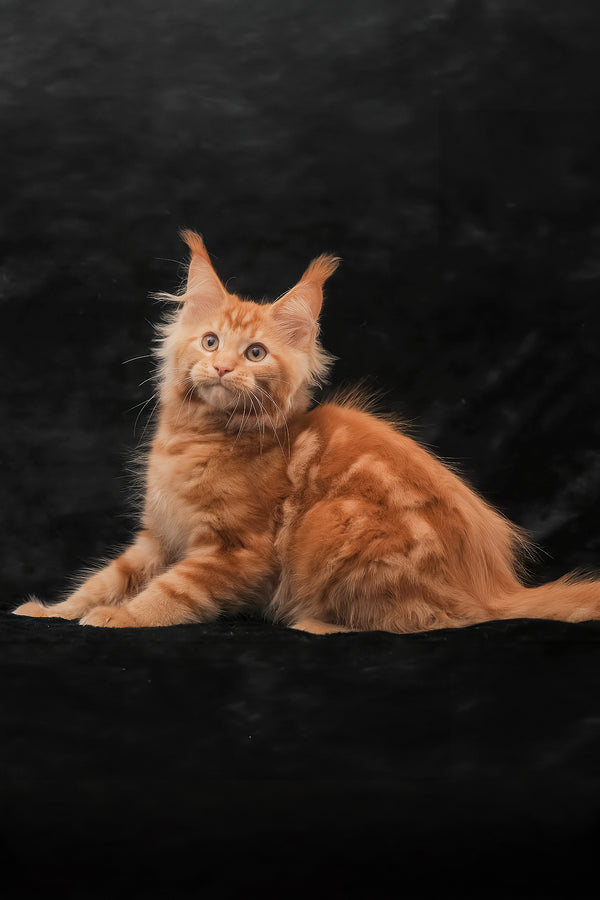 Rey | Maine Coon Kitten