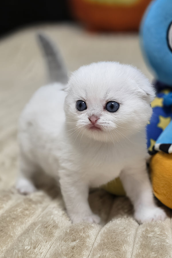 Reya | Scottish Fold Kitten