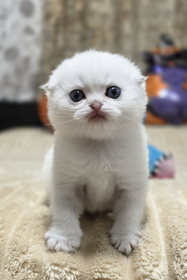 Reya | Scottish Fold Kitten