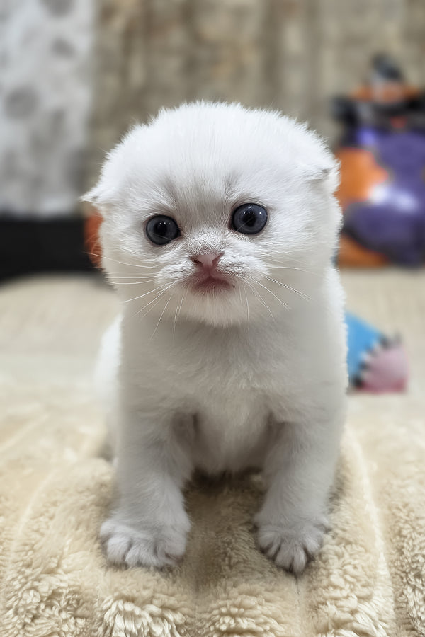 Reya | Scottish Fold Kitten