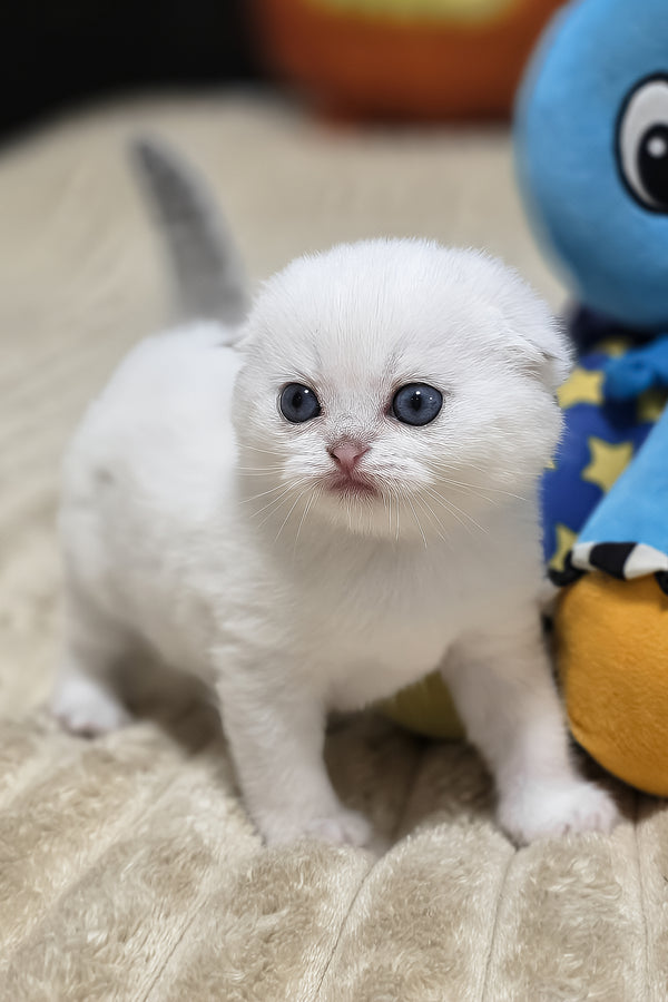Reya | Scottish Fold Kitten