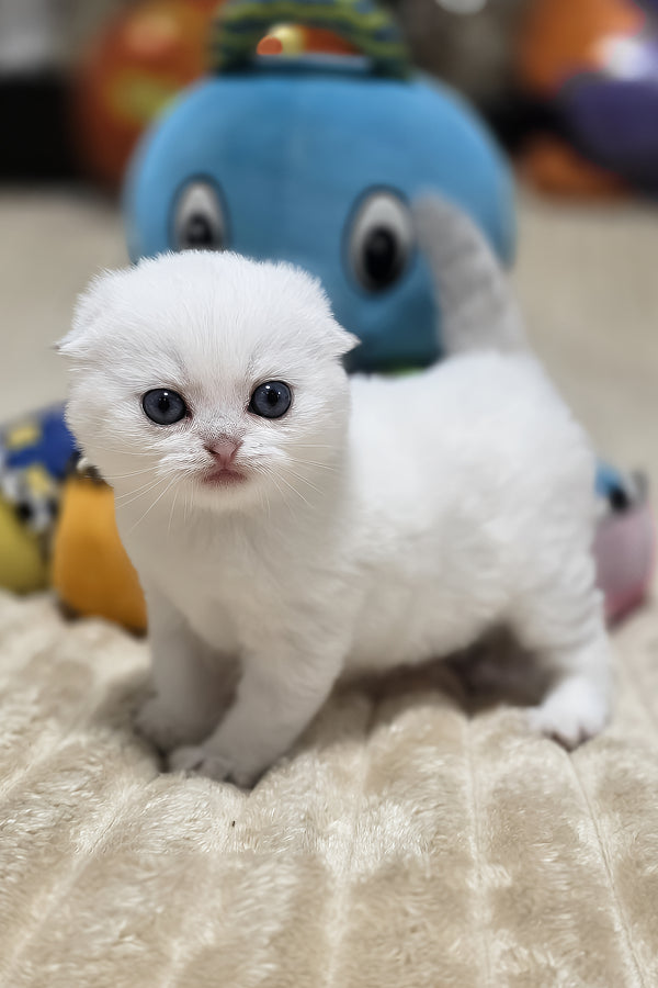 Reya | Scottish Fold Kitten