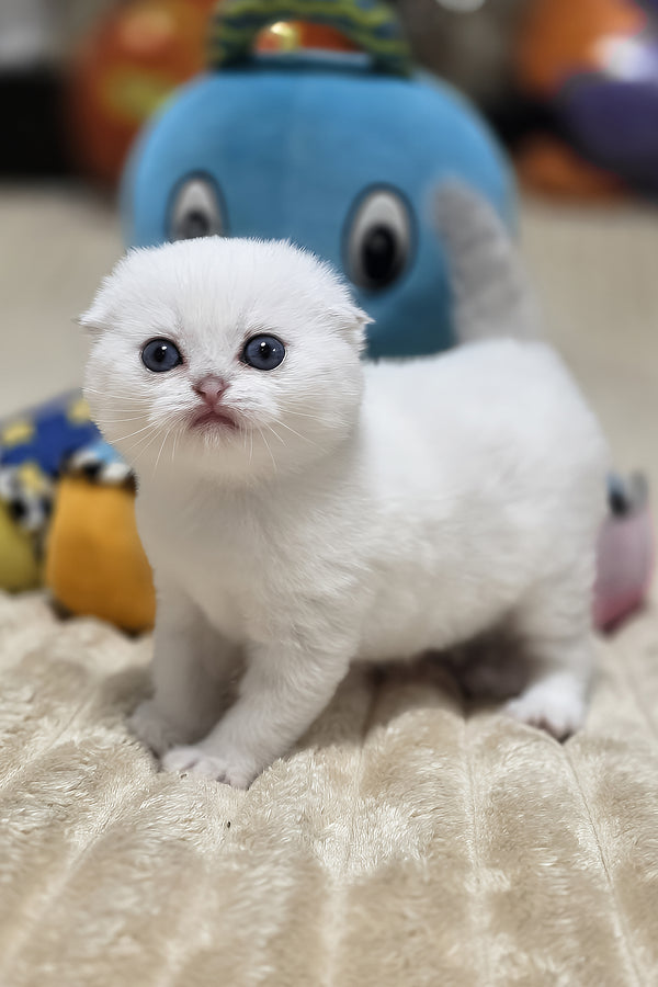 Reya | Scottish Fold Kitten