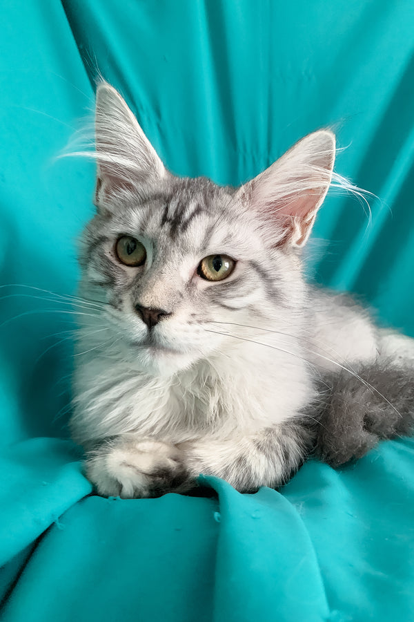 Ricardo | Maine Coon Kitten