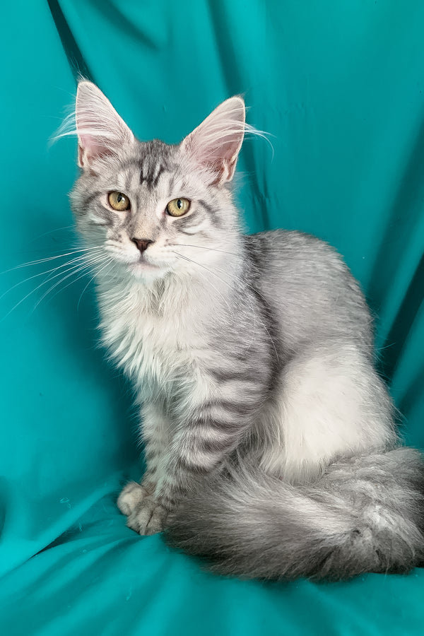 Ricardo | Maine Coon Kitten