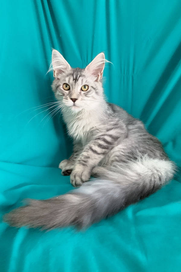 Ricardo | Maine Coon Kitten