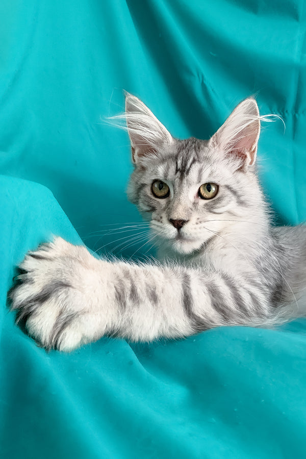 Ricardo | Maine Coon Kitten