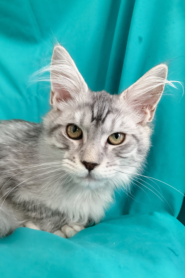 Ricardo | Maine Coon Kitten