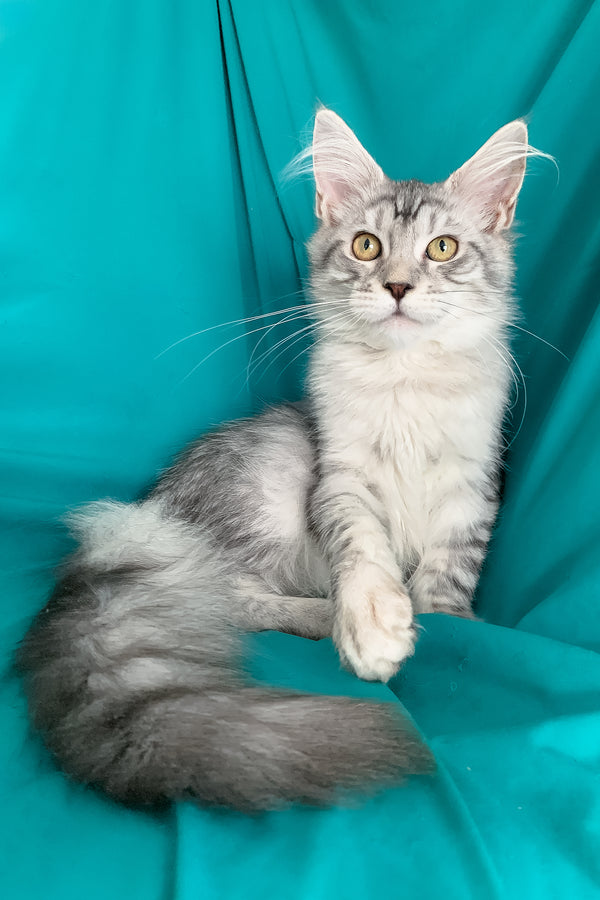 Ricardo | Maine Coon Kitten