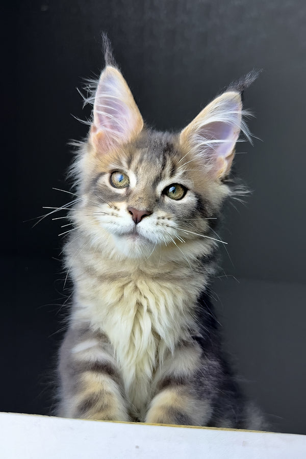Rich | Golden Maine Coon Kitten