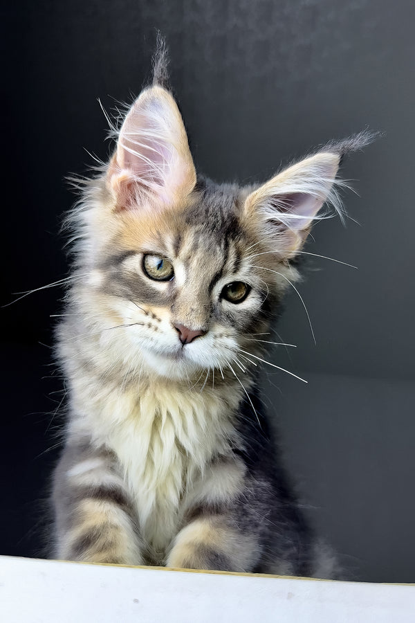 Rich | Golden Maine Coon Kitten