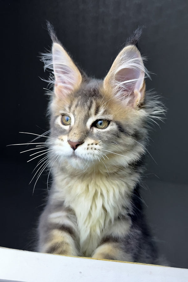 Rich | Golden Maine Coon Kitten