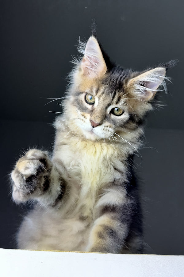 Rich | Golden Maine Coon Kitten