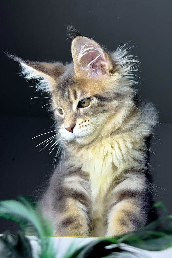 Rich | Golden Maine Coon Kitten