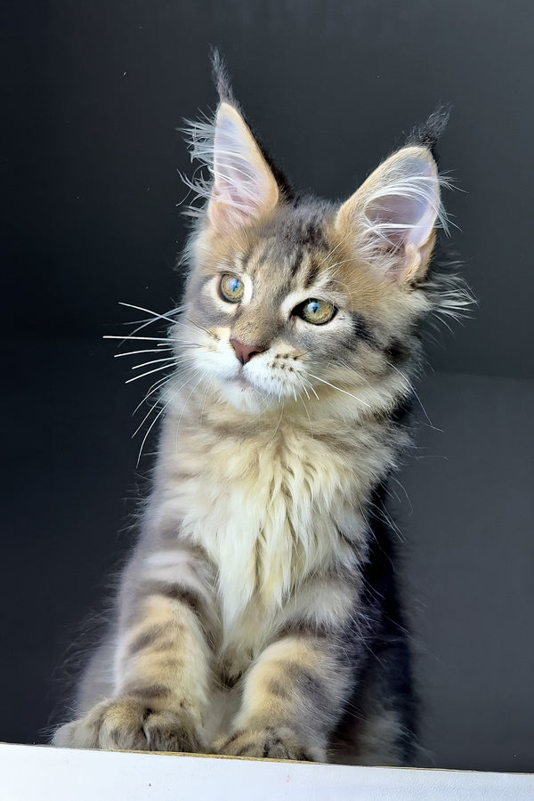 Rich | Golden Maine Coon Kitten