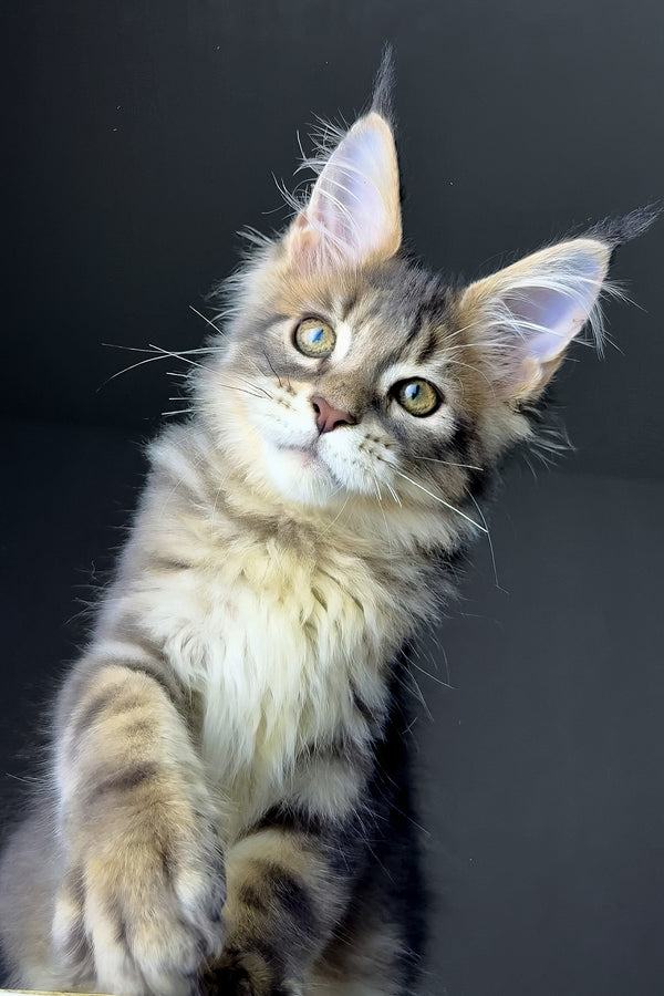 Rich | Golden Maine Coon Kitten
