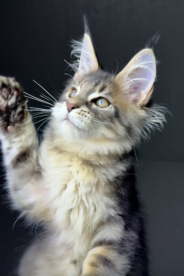 Rich | Golden Maine Coon Kitten