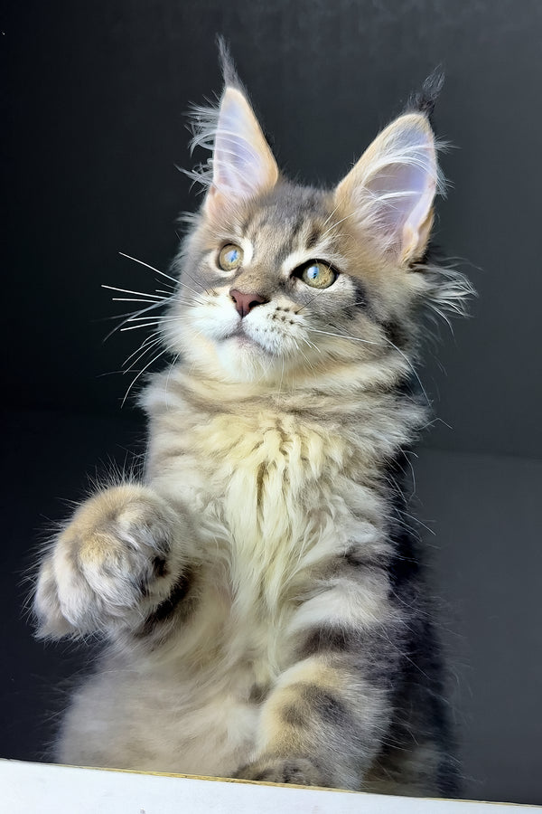 Rich | Golden Maine Coon Kitten