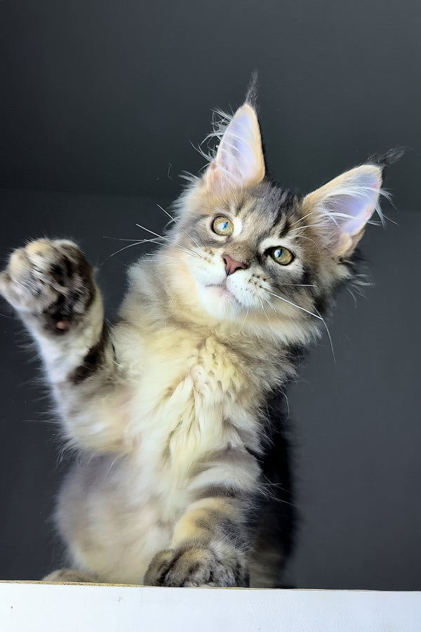 Rich | Golden Maine Coon Kitten