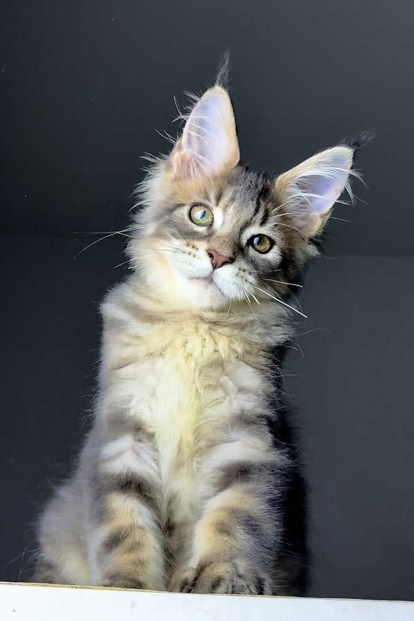 Rich | Golden Maine Coon Kitten