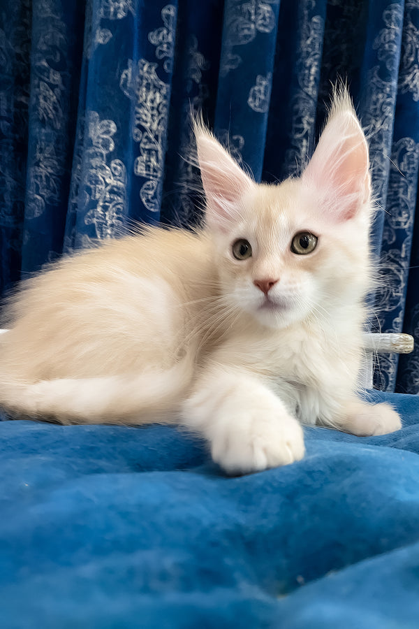Richard | Maine Coon Kitten