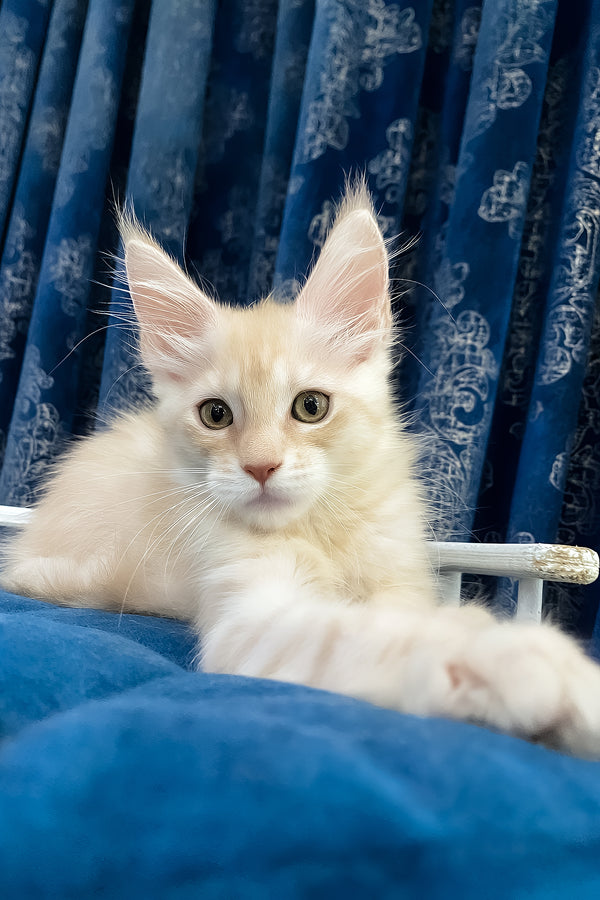 Richard | Maine Coon Kitten