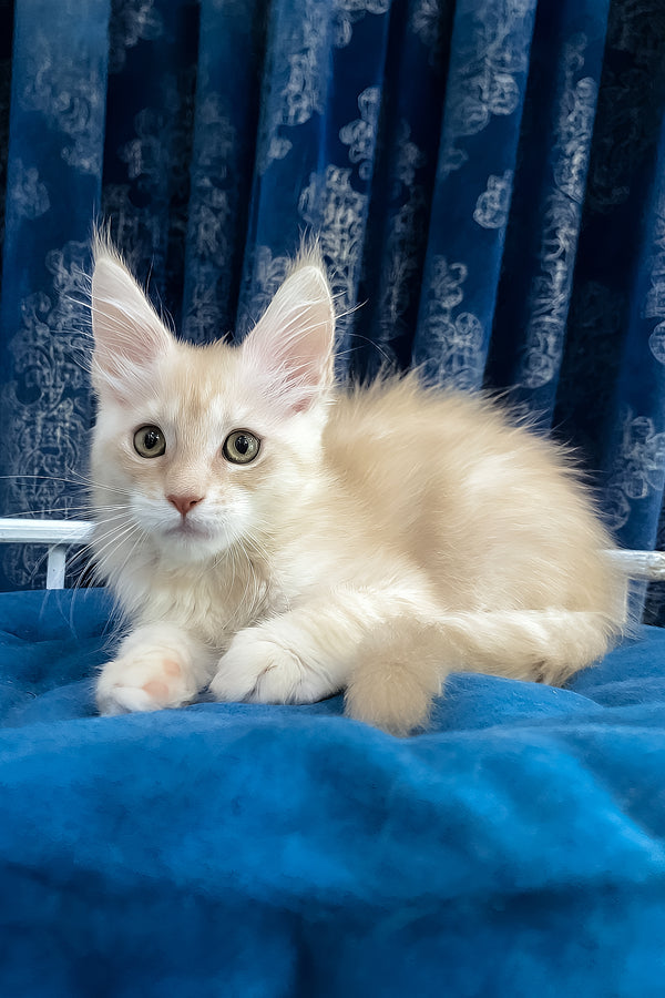 Richard | Maine Coon Kitten