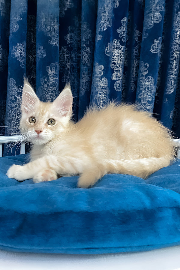 Richard | Maine Coon Kitten