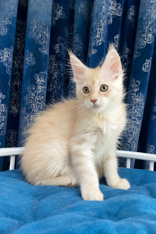 Richard | Maine Coon Kitten