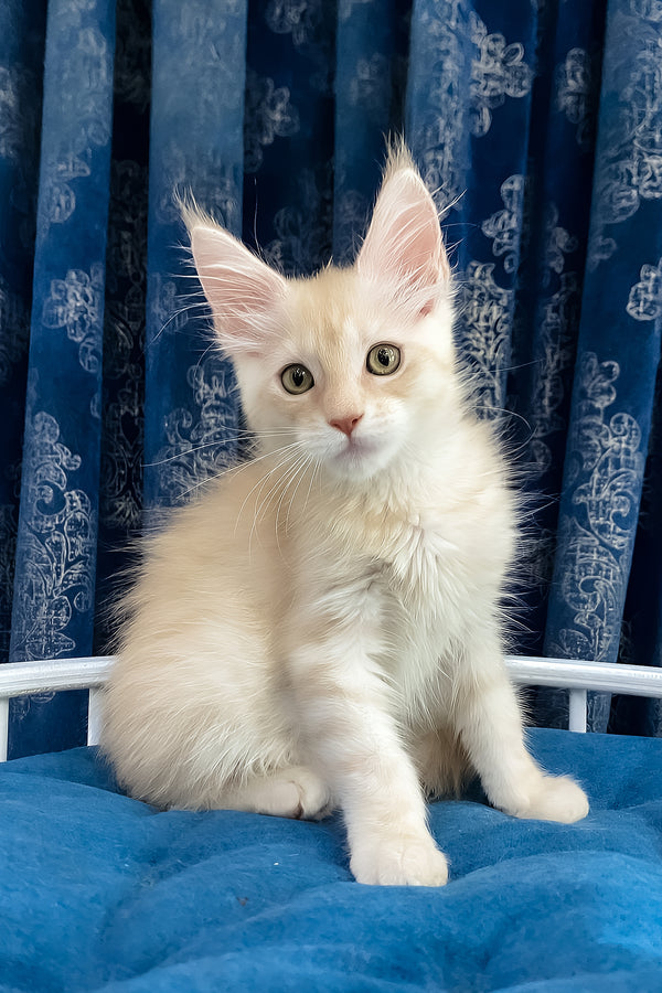 Richard | Maine Coon Kitten