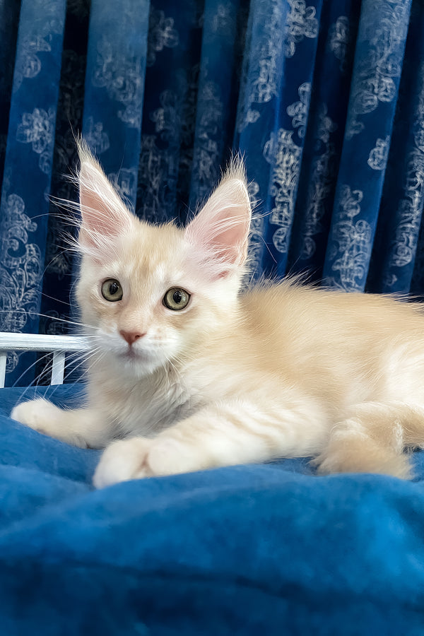Richard | Maine Coon Kitten