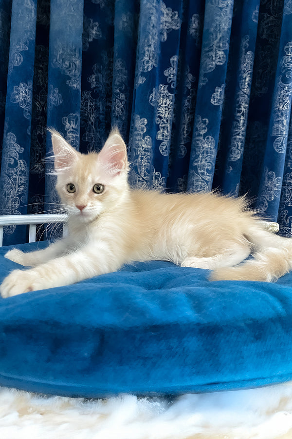 Richard | Maine Coon Kitten