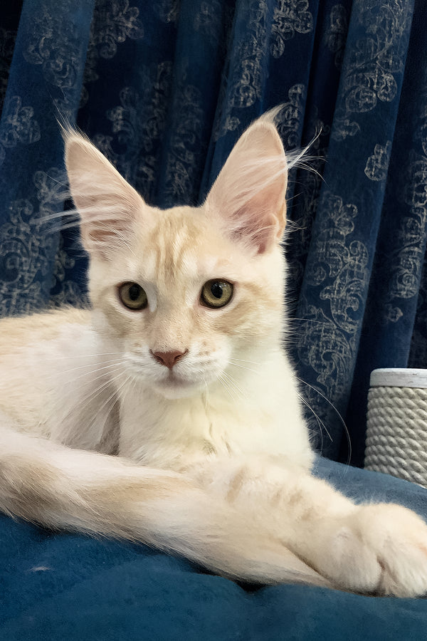Richard | Maine Coon Kitten