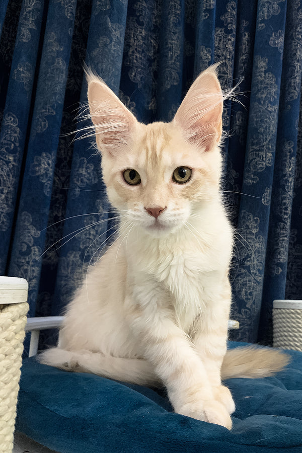 Richard | Maine Coon Kitten