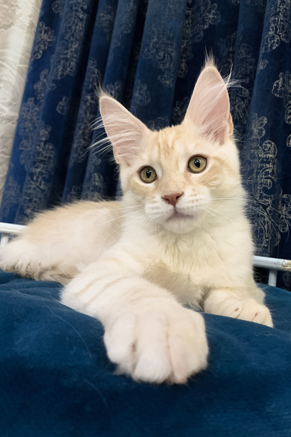 Richard | Maine Coon Kitten