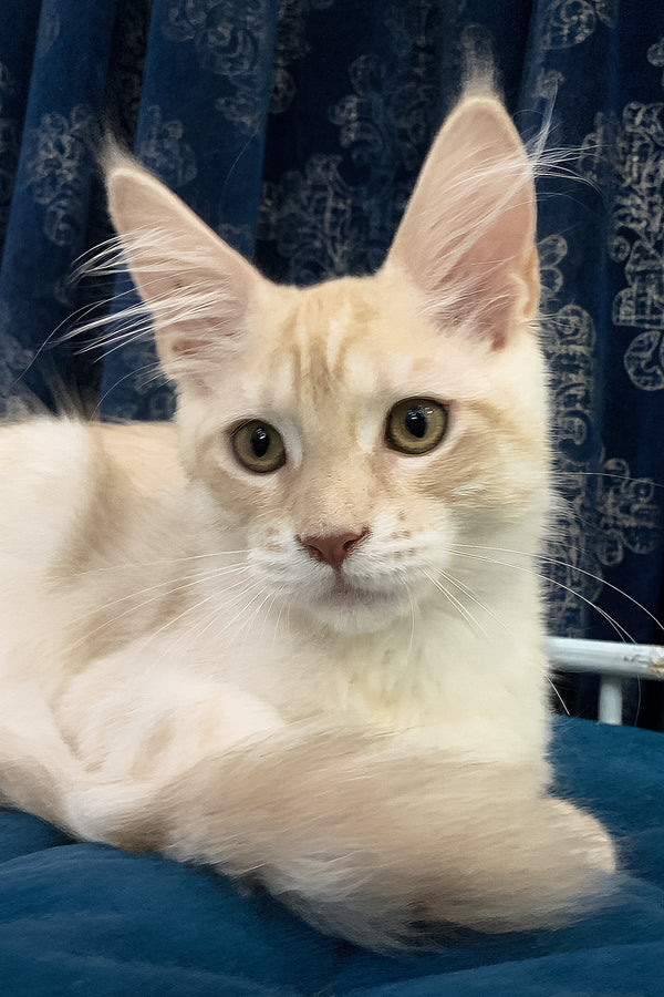 Richard | Maine Coon Kitten