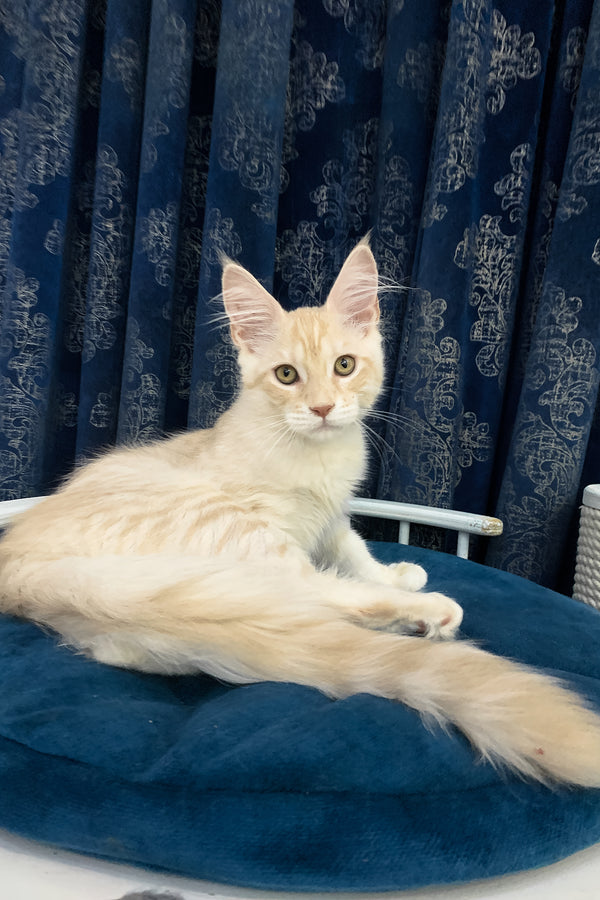 Richard | Maine Coon Kitten