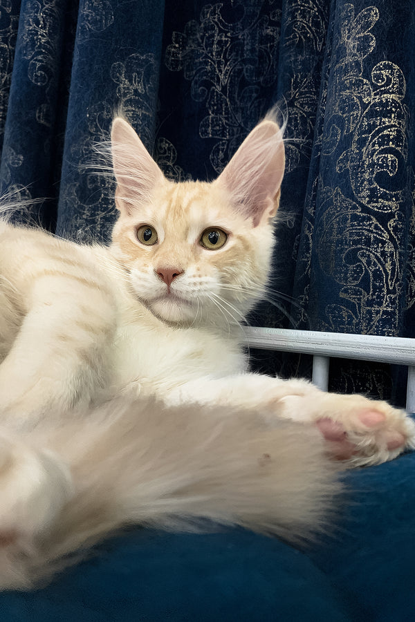 Richard | Maine Coon Kitten