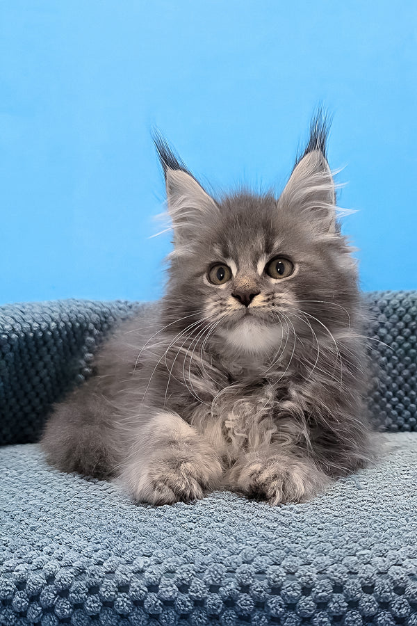A fluffy gray polydactyl maine coon kitten with green eyes sits on a textured blue cushion in a cozy pose