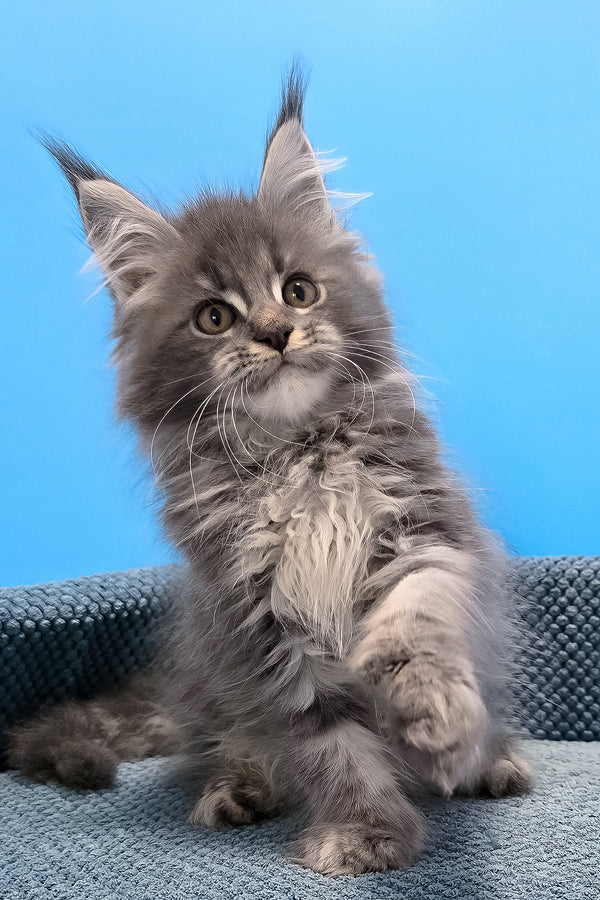 A fluffy gray polydactyl maine coon kitten with long ears and green eyes sits on a textured blue surface