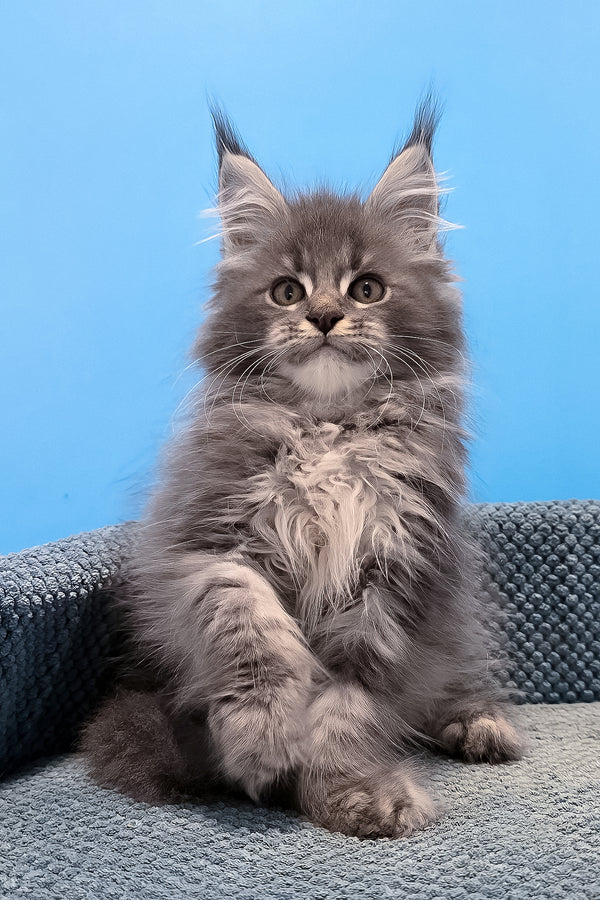 A fluffy gray polydactyl maine coon kitten with striking green eyes sitting on a textured blue cushion