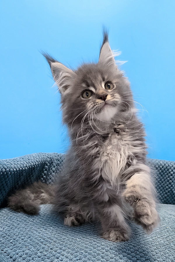 A fluffy gray polydactyl maine coon kitten with white chest markings sits on a textured blue knitted surface