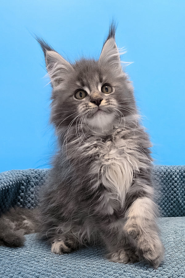 A fluffy gray polydactyl maine coon kitten with green eyes and tufted ears sitting on a textured blue surface