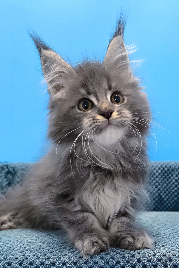 A fluffy gray polydactyl maine coon kitten with long ears and white chest sitting on a textured blue surface